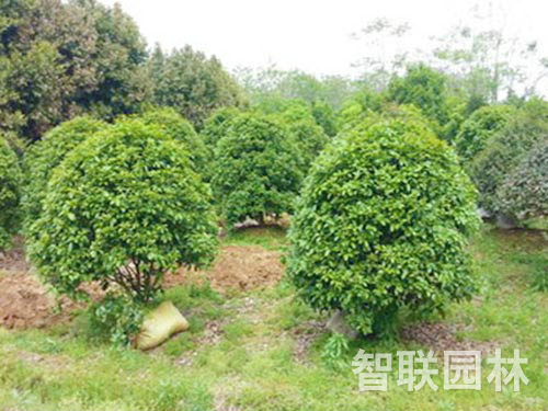 丛生桂花