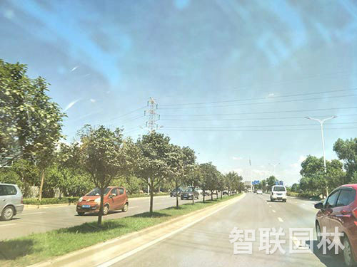 道路绿化1