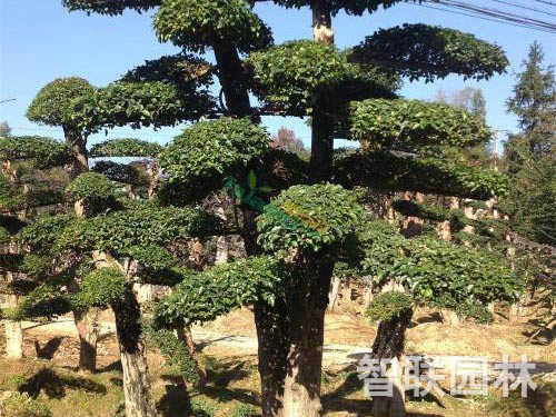 小叶女贞桩