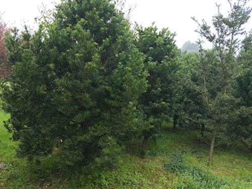 罗汉松毛胚9
