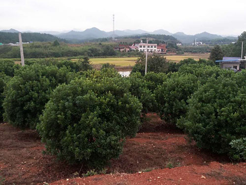 杨梅球