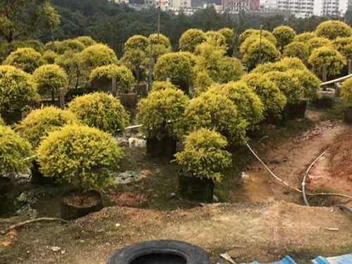 黄金香柳球