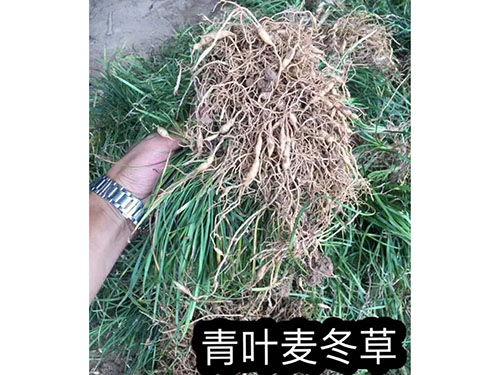 兰天竺小苗