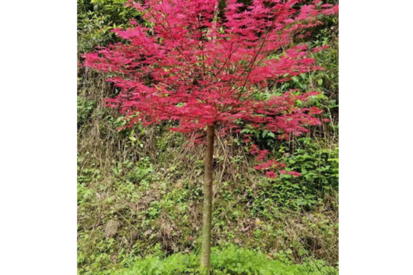 红小柚红枫